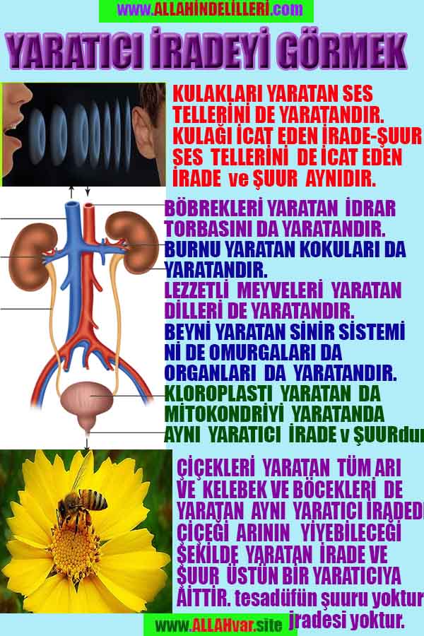 allah var delilleri, allahin varlıgının delilleri, allahin delilleri, allah in varliginin delilleri nelerdir?, allah ın ispatı