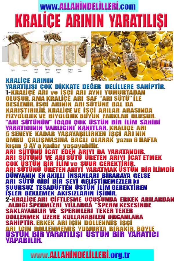 allah var delilleri, allahin varlıgının delilleri, allahin delilleri, allah in varliginin delilleri nelerdir?, allah ın ispatı