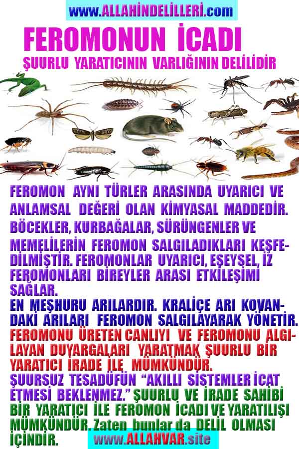 allah var delilleri, allahin varlıgının delilleri, allahin delilleri, allah in varliginin delilleri nelerdir?, allah ın ispatı