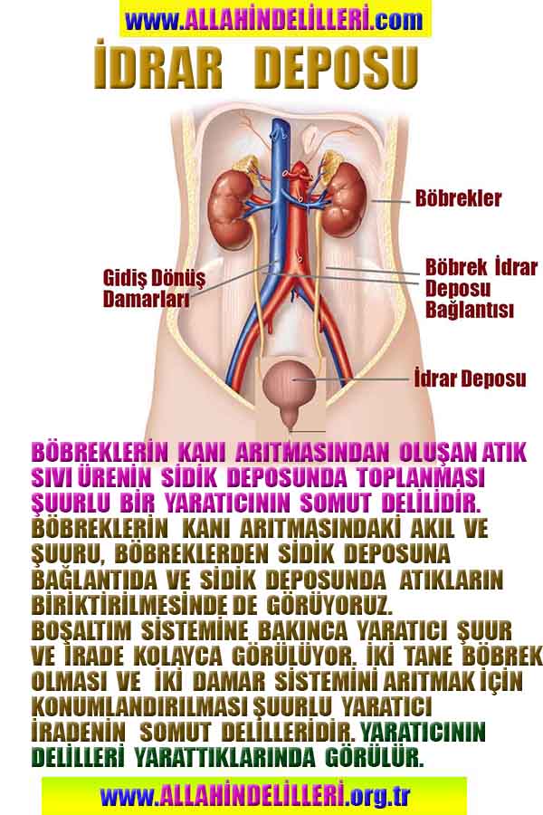 allah var delilleri, allahin varlıgının delilleri, allahin delilleri, allah in varliginin delilleri nelerdir?, allah ın ispatı