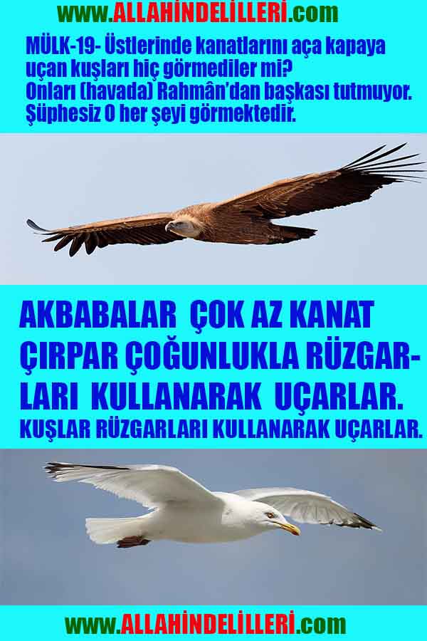 allah var delilleri, allahin varlıgının delilleri, allahin delilleri, allah in varliginin delilleri nelerdir?, allah ın ispatı